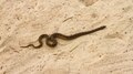 Datei:Snake on a beach.webm