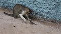Datei:Cat playing with a lizard.webm