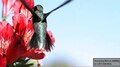 Datei:Hummingbird feeding closeup 2000fps.webm