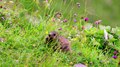 Datei:Marmot eating.webm