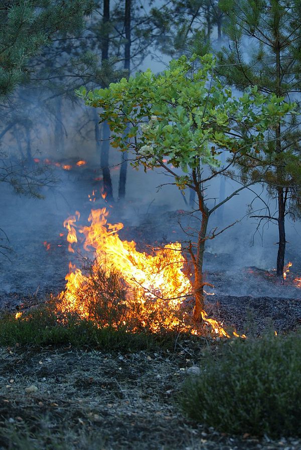 Waldbrand – Klexikon - Das Freie Kinderlexikon