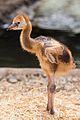 Birthday of grey crowned crane chick (2).jpg