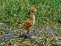Whooping Crane Chick (6923604431).jpg