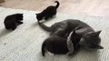 Datei:Black and tuxedo kittens.webm