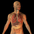 Respiratory function by Bryan Brandenburg.jpg