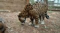 Datei:Panthera onca in Stara Zagora Zoo, Bulgaria.webm