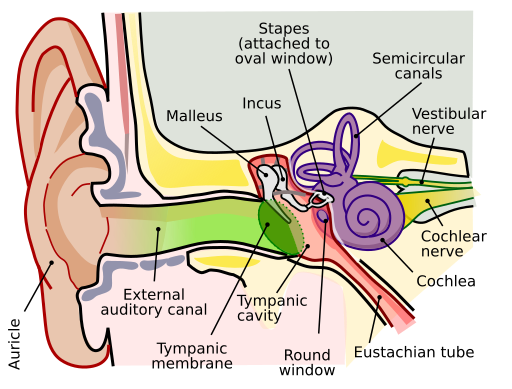 Datei:Anatomy of the Human Ear.svg