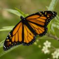 Monarch Butterfly 17-03-2006 6-44-40 p.m..JPG