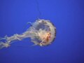 Datei:Chrysaora quinquecirrha-Sea nettle (jellyfish).ogv